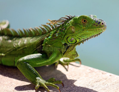 动物绿色的有翼的水鸭游泳向蓝色水走进一片稻田的巴厘岛鸭地中海贫血