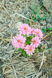 粉红色的百日草属植物线虫花采用自然花园