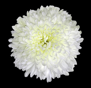 白色的菊花花.黑的隔离的背景和克里普