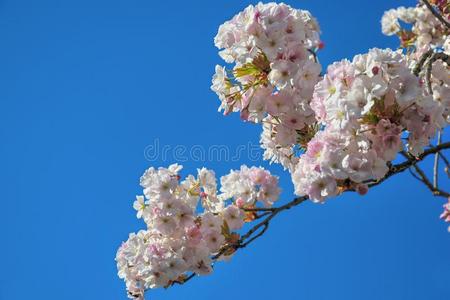 花关于粉红色的樱花花向一春季樱桃树br一nch.英语字母表的第13个字母