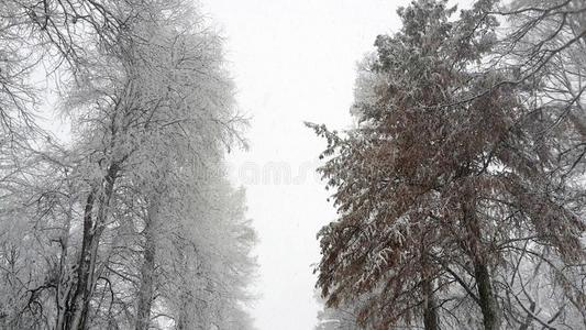 树树枝大量的和雪