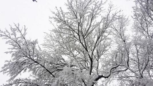 树树枝大量的和雪