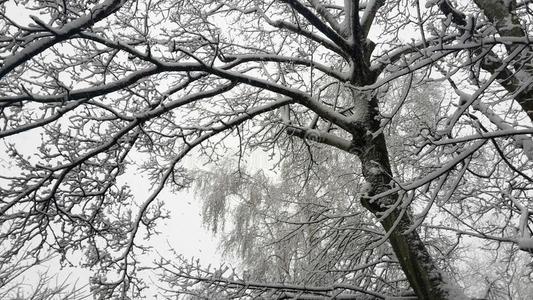 树树枝大量的和雪