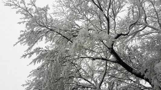 树树枝大量的和雪