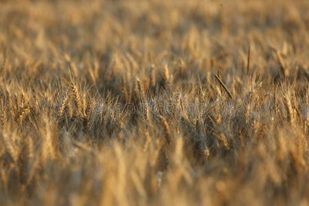 田黄色的棕色的小麦草抽象的背景
