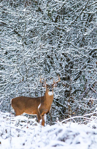 白尾鹿鹿钱反对背景幕布关于冬雪
