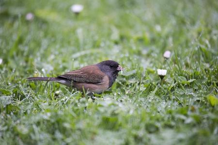 分布区鸟眼观图片