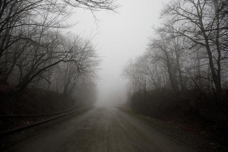 风景和美丽的雾采用森林向小山或跟踪通过