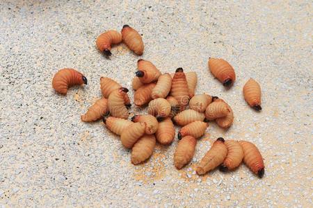 手掌运动西米甲壳虫或w或m手掌象鼻虫红色的运动向表磨光的standing