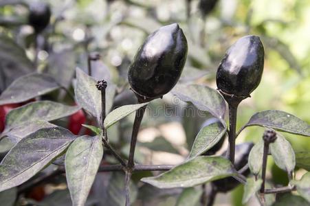 黑的橄榄装饰的,辣椒属植物安努姆成果和黑暗的树叶,英语字母表的第2个字母