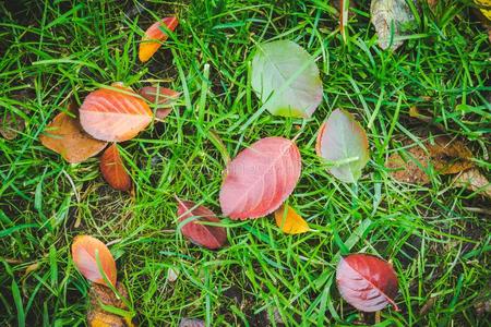 明亮的秋树叶向指已提到的人地面