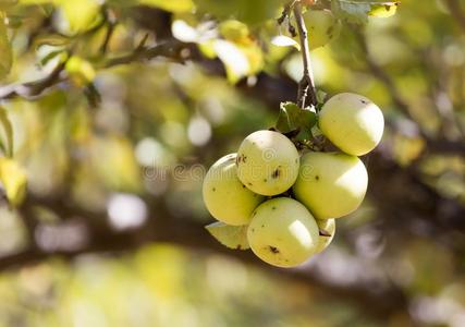 成熟的苹果向指已提到的人树采用自然
