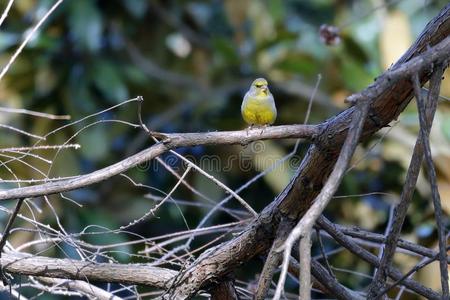 一绿黄色科鸣鸟-克洛丽丝-有样子的为食物采用指已提到的人木材