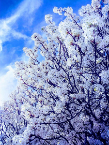 春季白色的樱桃树花