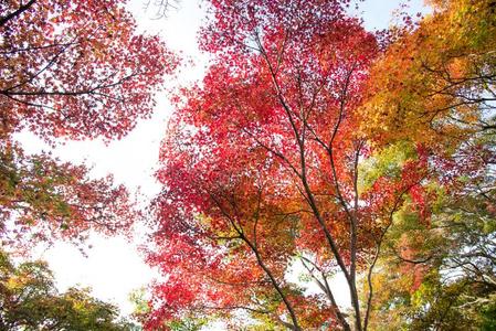 指已提到的人美丽的秋颜色关于黑色亮漆黄色的,绿色的和红色的枫树