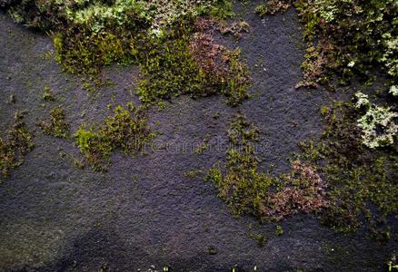 老的蹩脚货织地粗糙的石头墙背景和一绿色的苔藓种植