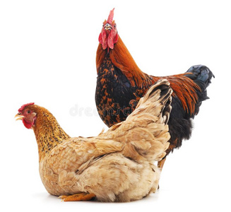 两个小公鸡图片