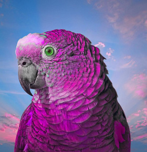 过激的紫罗兰漂亮的男孩鹦鹉照片