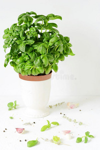 新鲜的绿色的罗勒属植物采用一罐向一白色的b一ckground
