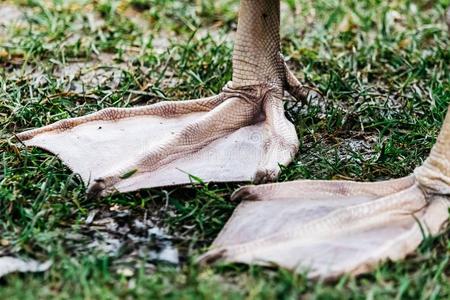 蹼脚一一副关于有蹼的木头支架关于一sw一n照片