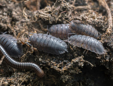 潮虫鼠妇 depressum潮虫龙虾尾丸 bug 镇痛花尾有卷握力的小有袋动物