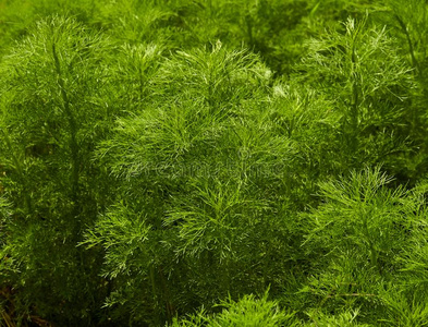 小茴香.草叶子背景