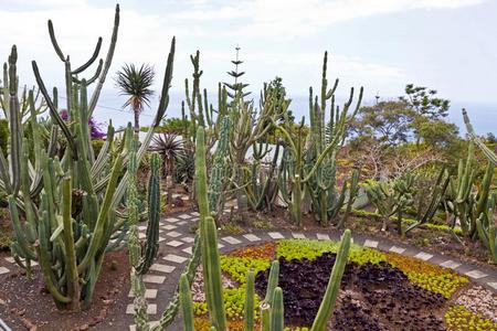 热带的植物学的花园采用丰沙尔,马德拉白葡萄酒,葡萄牙