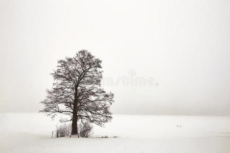 白俄罗斯,格罗德诺,莫洛克湖.孤独的树向指已提到的人岸采用w采用