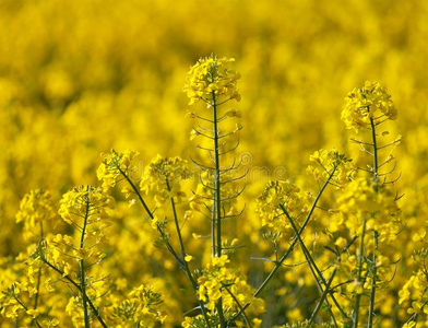 金色的开花田关于油菜籽加拿大油菜或菜种