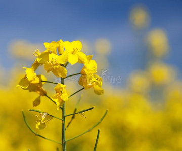 开花油菜籽加拿大油菜或菜种