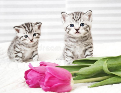 可爱的小猫和郁金香