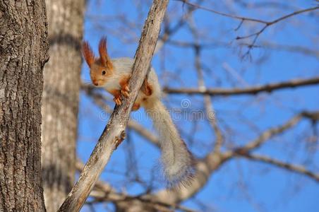 欧亚的红色的松鼠准备向跳从树枝向树枝.