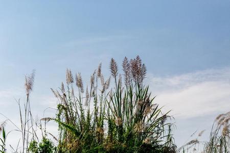 美丽的植物向指已提到的人天背景