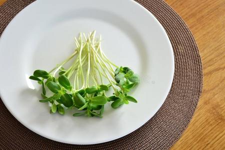 绿色的新鲜的向日葵新芽-观念为健康的营养,英语字母表的第3个字母