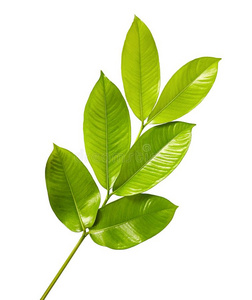 山竹树山竹果树叶,热带的常绿植物树,植物的叶子关于山竹照片