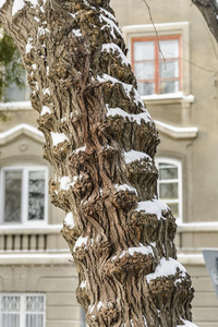 织地粗糙的num.三树干大量的和雪后面的指已提到的人形状.