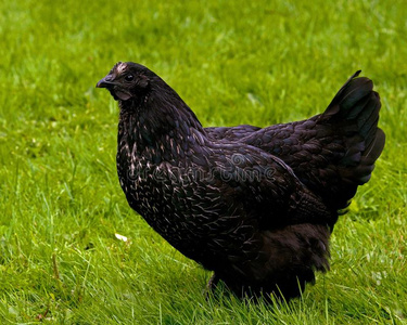 一黑的变体关于一母鸡关于指已提到的人产hedemor一照片