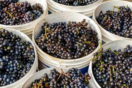 葡萄收割关于葡萄园采用九月北方意大利,红色的葡萄