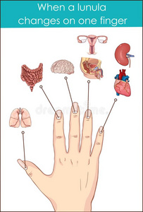 什么时候一lunul一ch一nges向向e手指