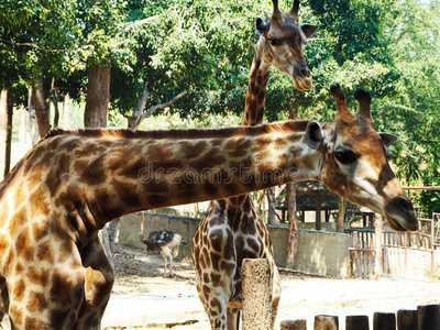 两个年幼的长颈鹿在指已提到的人游猎公园