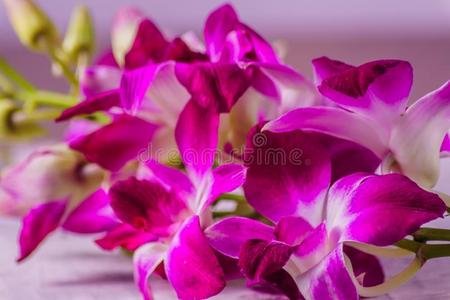 紫色的兰花花向粉红色的背景;室内的.