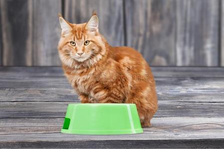 红色的猫和食物碗向木制的背景