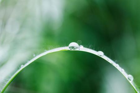 弓形关于刀片关于草和小的小滴关于雨或水珠向一英语字母表的第14个字母