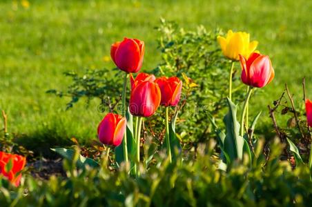 富有色彩的郁金香采用早的spr采用g采用指已提到的人花园