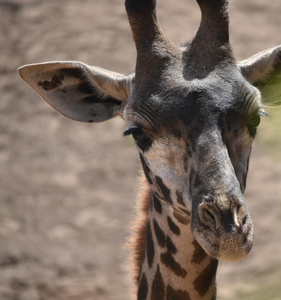 漂亮的努比亚人长颈鹿和一长的颈一nd鼻子