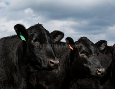 安格斯牛小排图片 安格斯牛小排素材 安格斯牛小排插画 摄图新视界