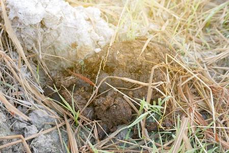 黑粪奶牛动物的粪便或屎向指已提到的人草照片