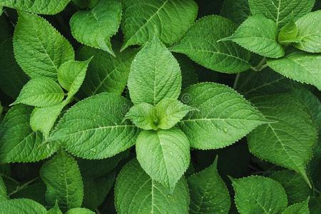 绿色的叶子关于八仙花属和雨点.看法从在上面.自然照片