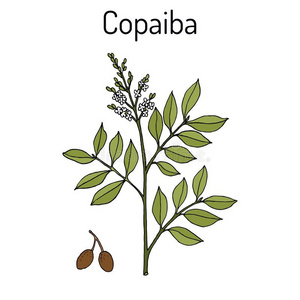 科帕伊巴杜鹃属(Copaifera)天门冬属,医学的植物