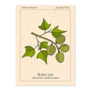 油桐花图片 油桐花素材 油桐花插画 摄图新视界